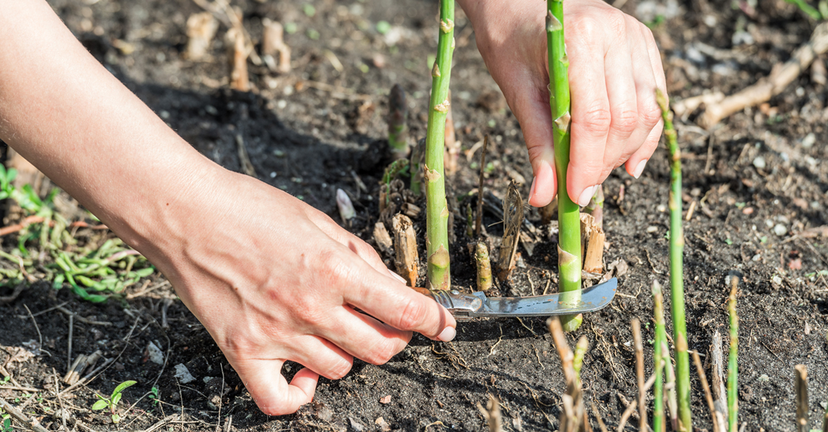 It was a sunny but chilly day and few of us made it back dry but the memories were indelible and we spent the afternoon eating grilled fresh asparagus and swapping tall tales of our exploits.