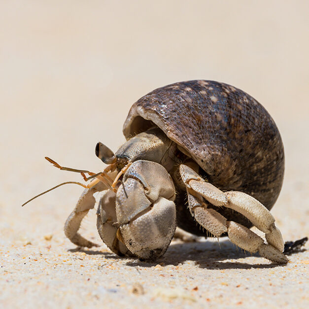 A hermit crab walking in the sand