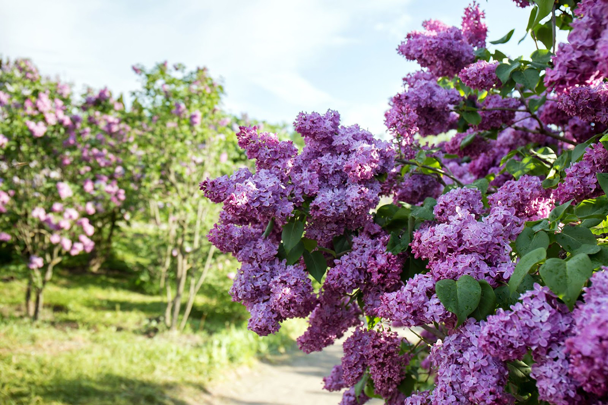 Purple lilac bushes in full bloom