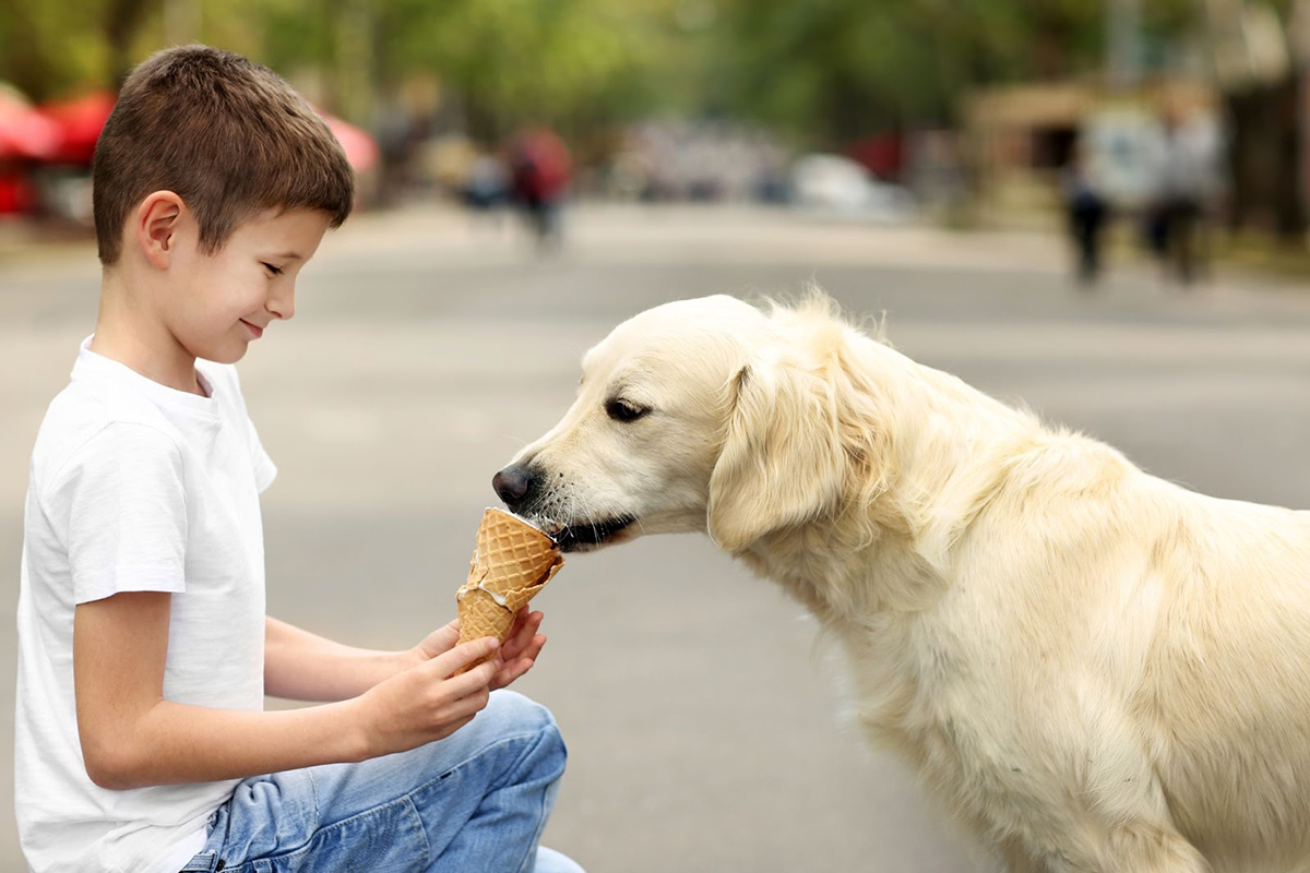Young boy shares ice cream cone with a golden retriever.