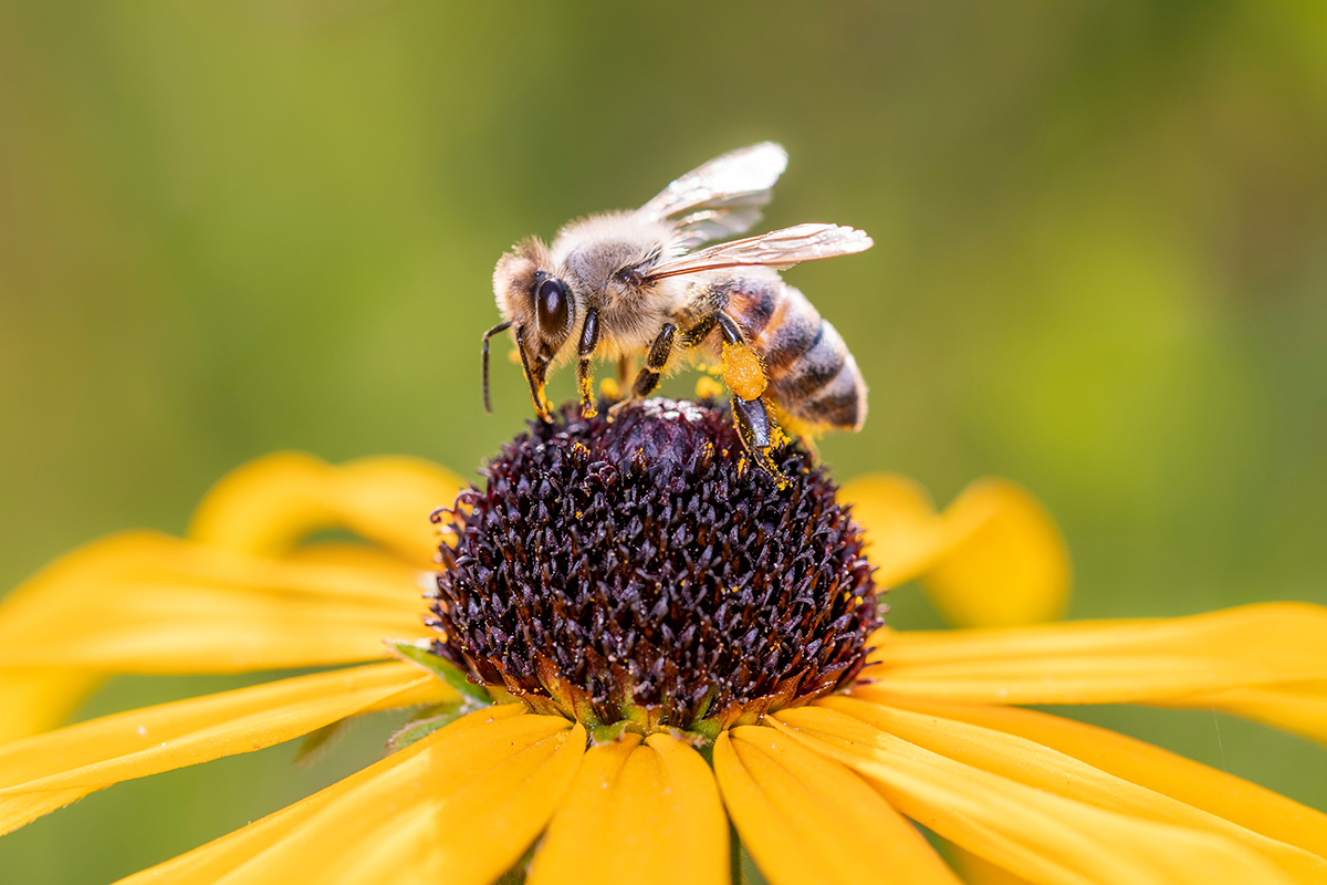 A bumblebee pollinating a yellow flower.