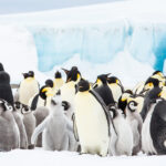 A colony of emperor penguins at the South Pole.