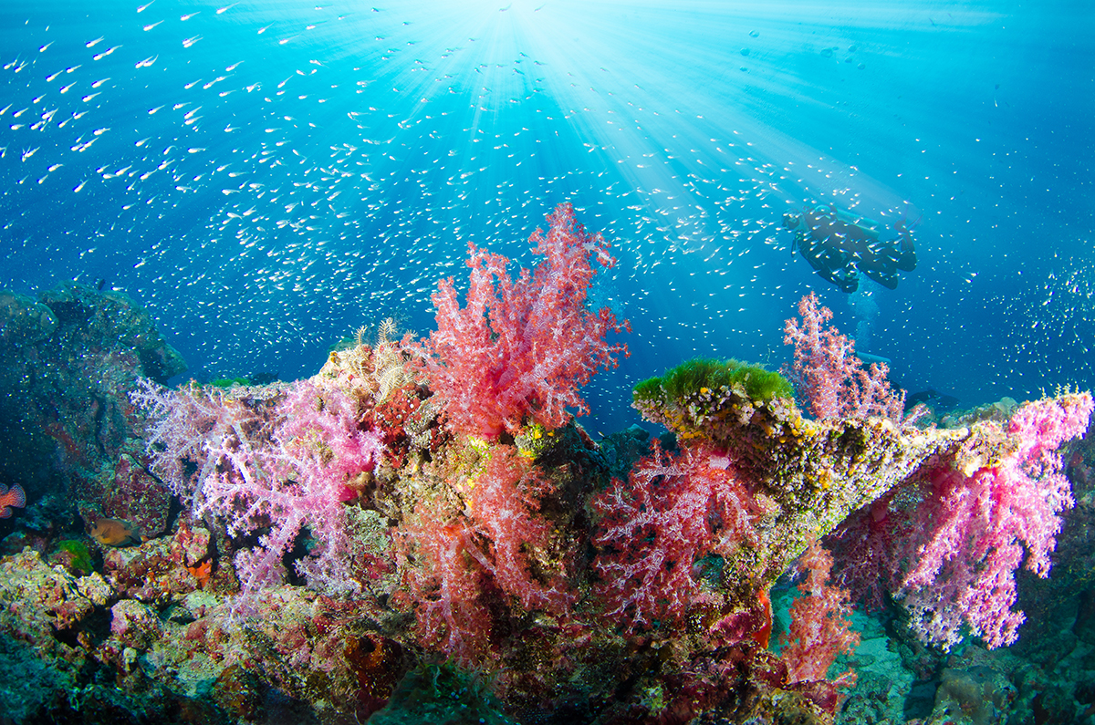 A diver exploring a colorful coral reef.