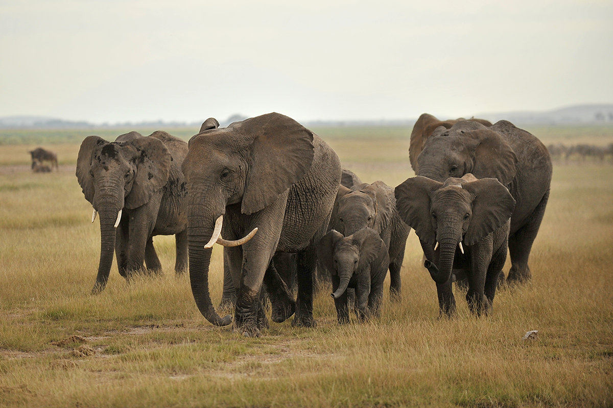 A herd of elephants in a savanna.