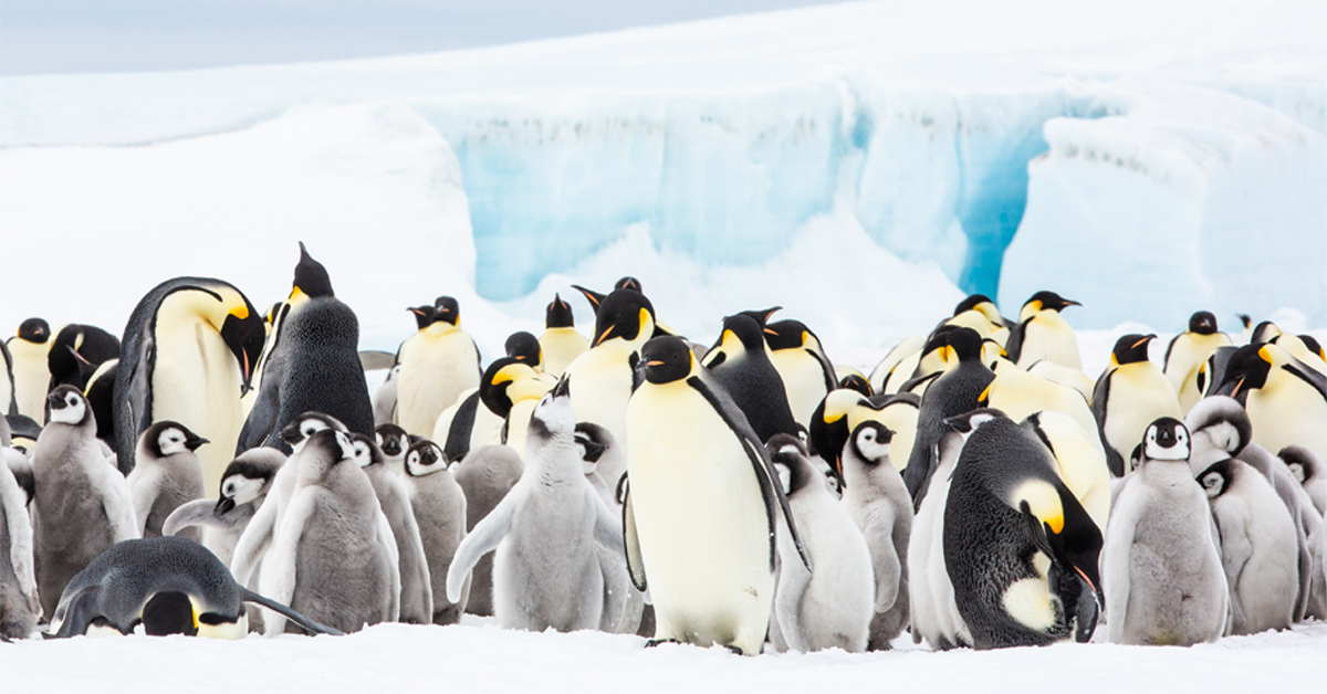 A colony of emperor penguins at the South Pole.