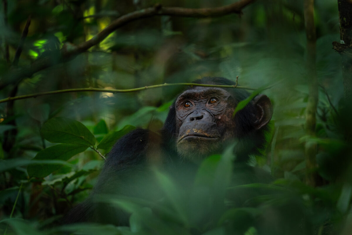 A chimpanzee in the forest.