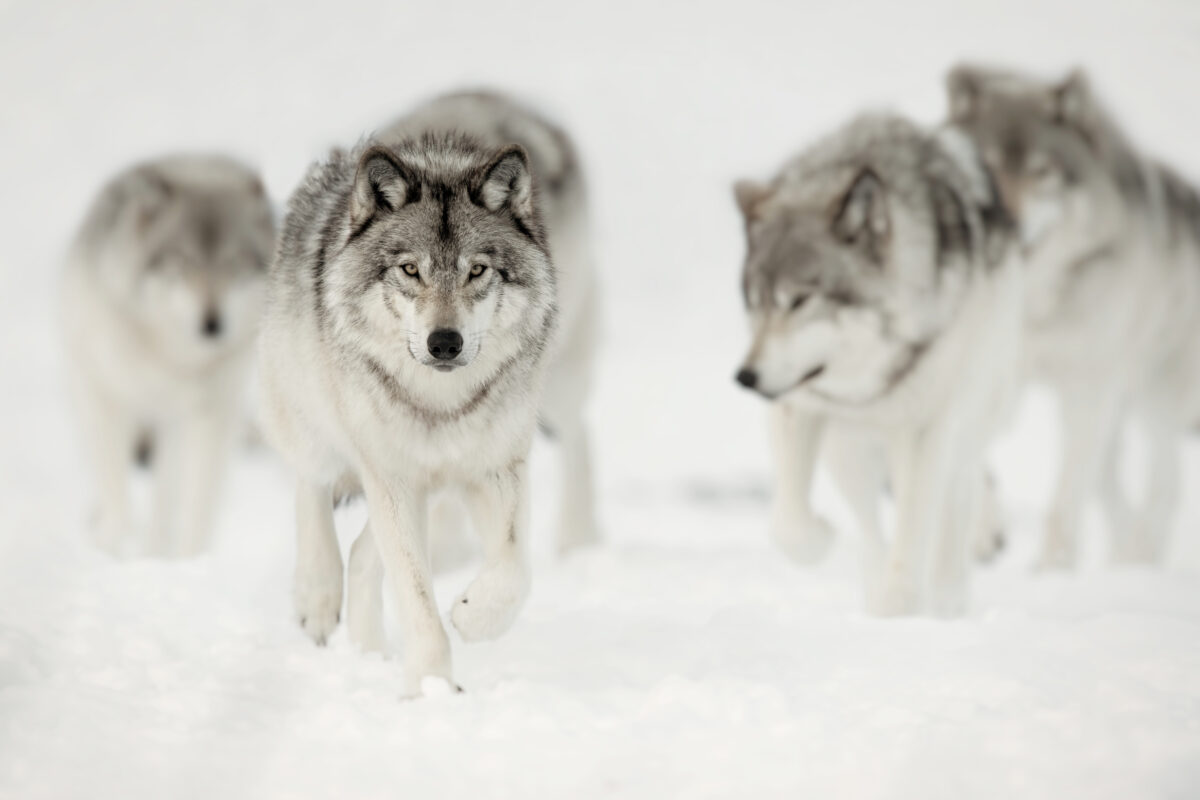 A pack of white wolves.