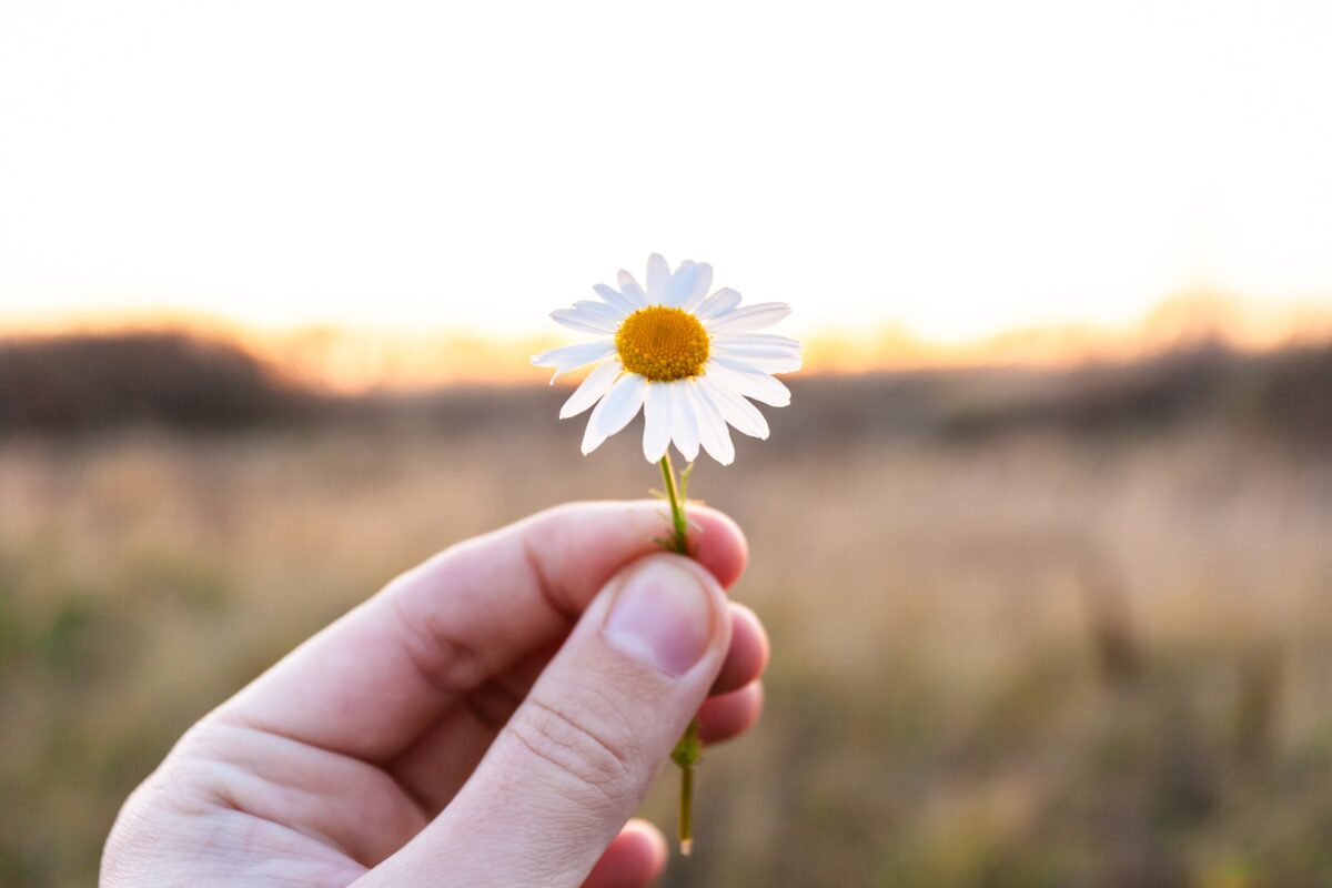 A hand holding a single flower.